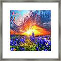 Beautiful Blue Lupine Wildflower Red Sunset Framed Print