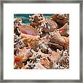 Beautiful Endless Conchs Framed Print