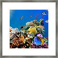 Beautiful Fish On Coral Reef Framed Print