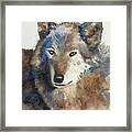 Beautiful Gray Wolf Framed Print