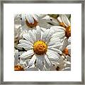 Beautiful Large Wild Daisies With Water Drops Framed Print