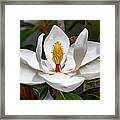 Beautiful Magnolia Bloom Framed Print