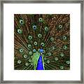 Beautiful Peacock Framed Print