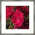 Beautiful Red Roses Framed Print