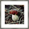 Beautiful White-brown Boletus Pinophilus Placed Between Needles And Withered Twigs. Penny Bun In A Beautiful Dark Environment. Framed Print