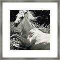 Beautiful White Horse Laying Down Framed Print