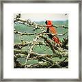 Beauty In The Thorns Framed Print