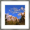 Beauty Is Out There Framed Print