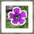 Beauty Of A Garden Petunia Framed Print