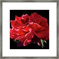 Beauty Of Dark Red Rose Grand Chateau Ii Framed Print
