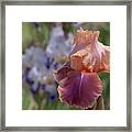 Beauty Of Irises. Carnaby Framed Print