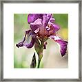 Beauty Of Irises. Raspberry Ribbon Framed Print