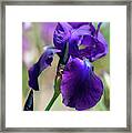 Beauty Of Irises. Right Royal Framed Print