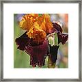 Beauty Of Irises. Supreme Sultan 7 Framed Print