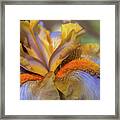 Beauty Of Irises - Western Edge Macro Framed Print