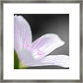 Beauty Of The Spring Framed Print