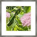 Bee And Mantis Framed Print