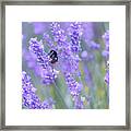 Bee Buzzing In The Lavender Framed Print