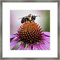 Bee Claiming The Flower Framed Print
