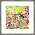 Bee In Flight Framed Print