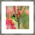 Bee On Celosia Flower Framed Print