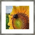 Bee On Sunflower Framed Print