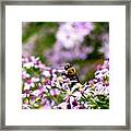 Bee-youtiful Asters Framed Print