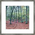 Beech Woodland, Cotswolds, England, Uk Framed Print