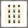 Beetle Collection Framed Print