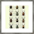 Beetle Collection On Antique French Book Page Framed Print