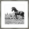 Believe Iii - Horse Art Framed Print
