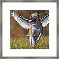 Bella Angel 2 Framed Print