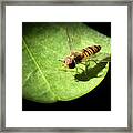 Belted Hoverfly, Syrphidae On Caper Leaf Framed Print