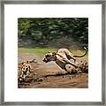 Best Buddies - Lurcher And Plummer Terrier Framed Print