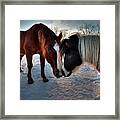 Best Friends - Two Horses Showing Each Other Some Affection In Winter Sunset Framed Print