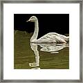 Bewick's Swan 05 Framed Print