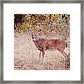 Big 12 Point Buck Deer In Wild Framed Print