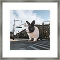 Big Bunny Framed Print