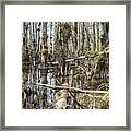 Big Cypress Wilderness Framed Print