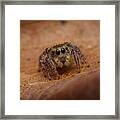 Big Eyes... Framed Print