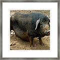 Big Fat Pig Framed Print