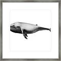 Big Gray Whale Framed Print