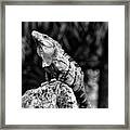 Big Lizard In My Backyard Framed Print