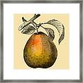 Big Pear Framed Print