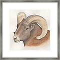 Bighorn Sheep Framed Print
