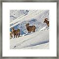 Bighorn Sheep Near Hoback Wyoming Framed Print