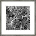 Bighorns Resting In The Sage Panorama Black And White Framed Print