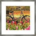 Biking Through The Tulips Framed Print
