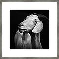 Billy Goat Adam Framed Print