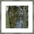 Birch Tree Framed Print